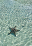 New Arrivals - Tequila Swim